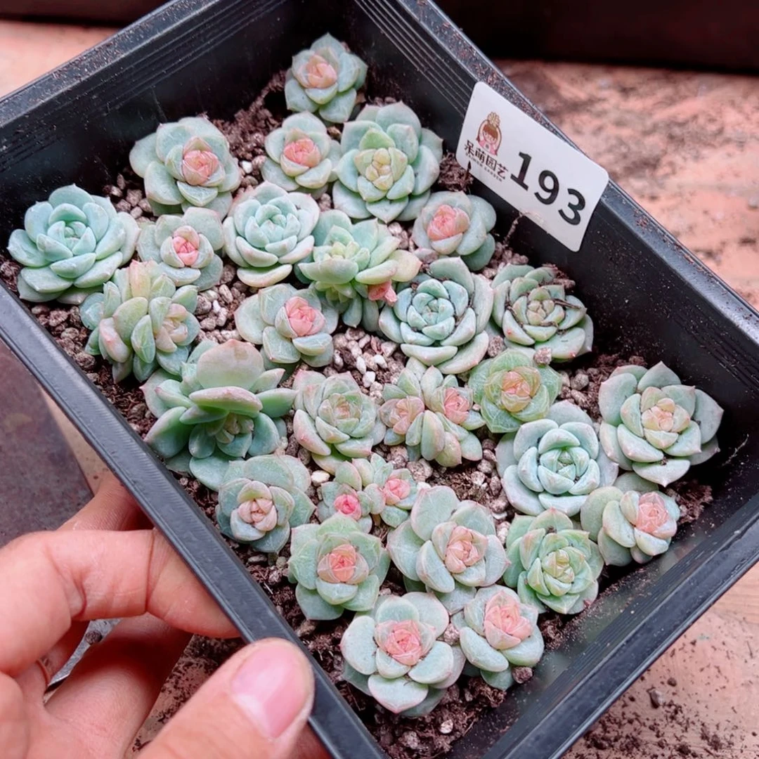 浅***浅多肉植物多肉植物