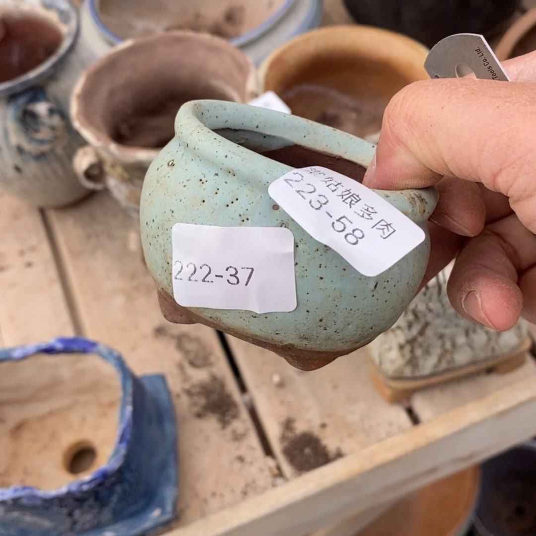 红陶兰*草58号多肉盆一个呀