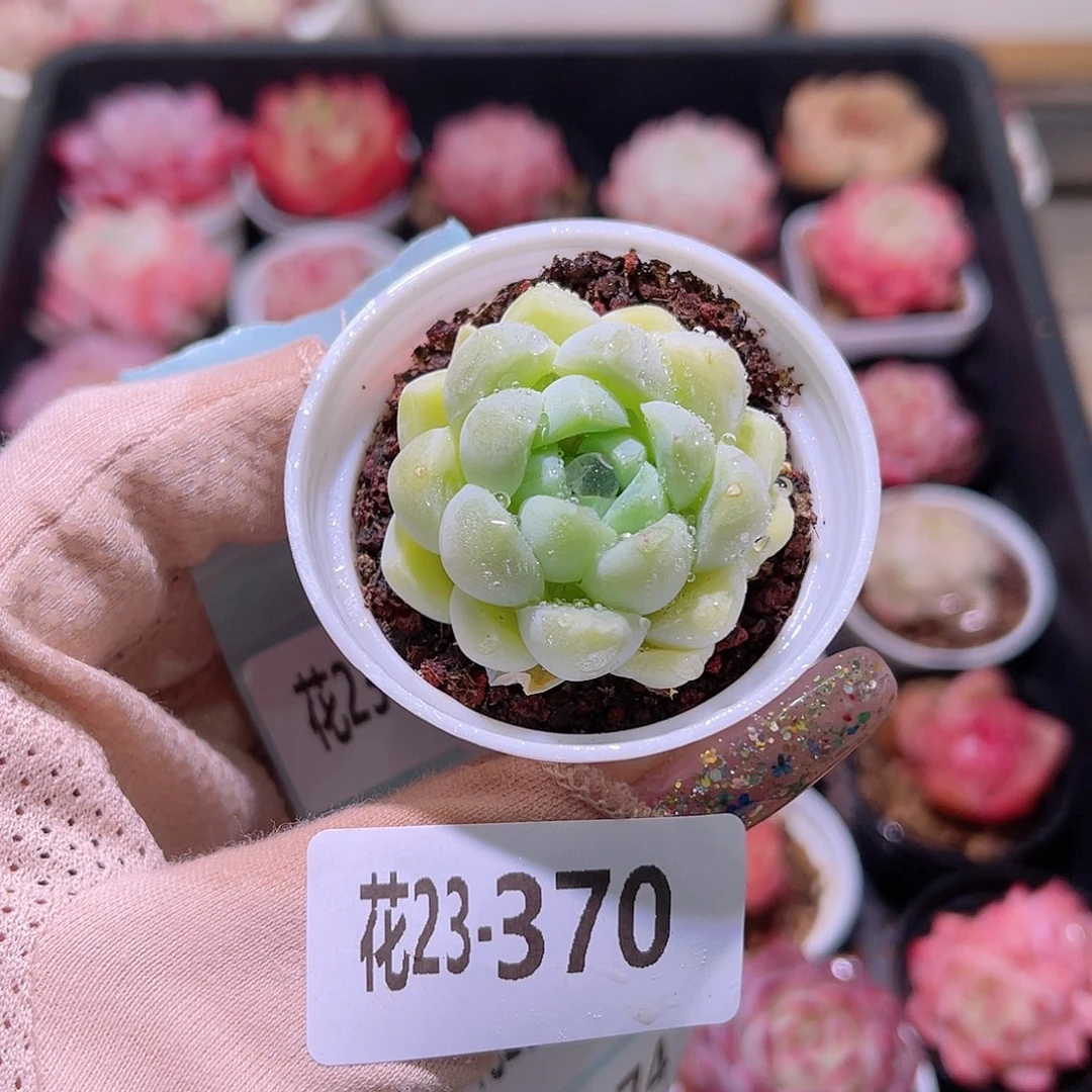 花利美23-370.厚叶月影