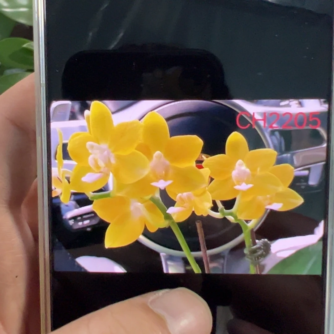 当前无花栽培后可以开花CH2205多剑