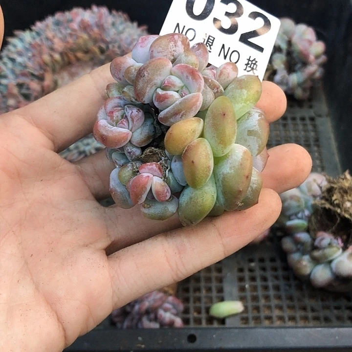 星影石榴籽福利出咯 032