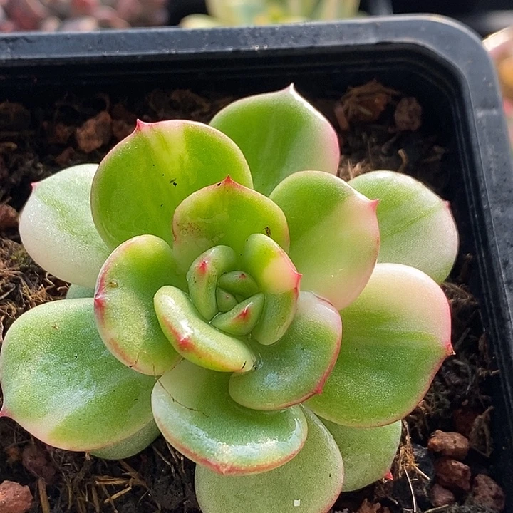 三文鱼锦多肉植物多肉