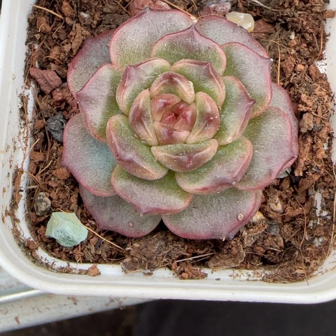 小卡拉米糖心一物一拍