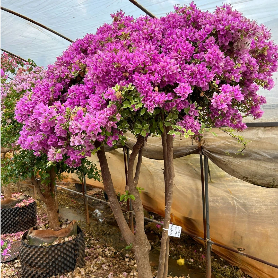 嫁接三角梅彩花好养活观赏植物