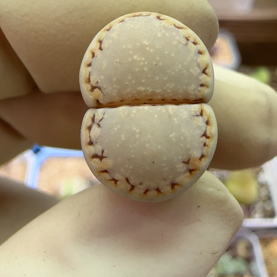 378福利福利福利