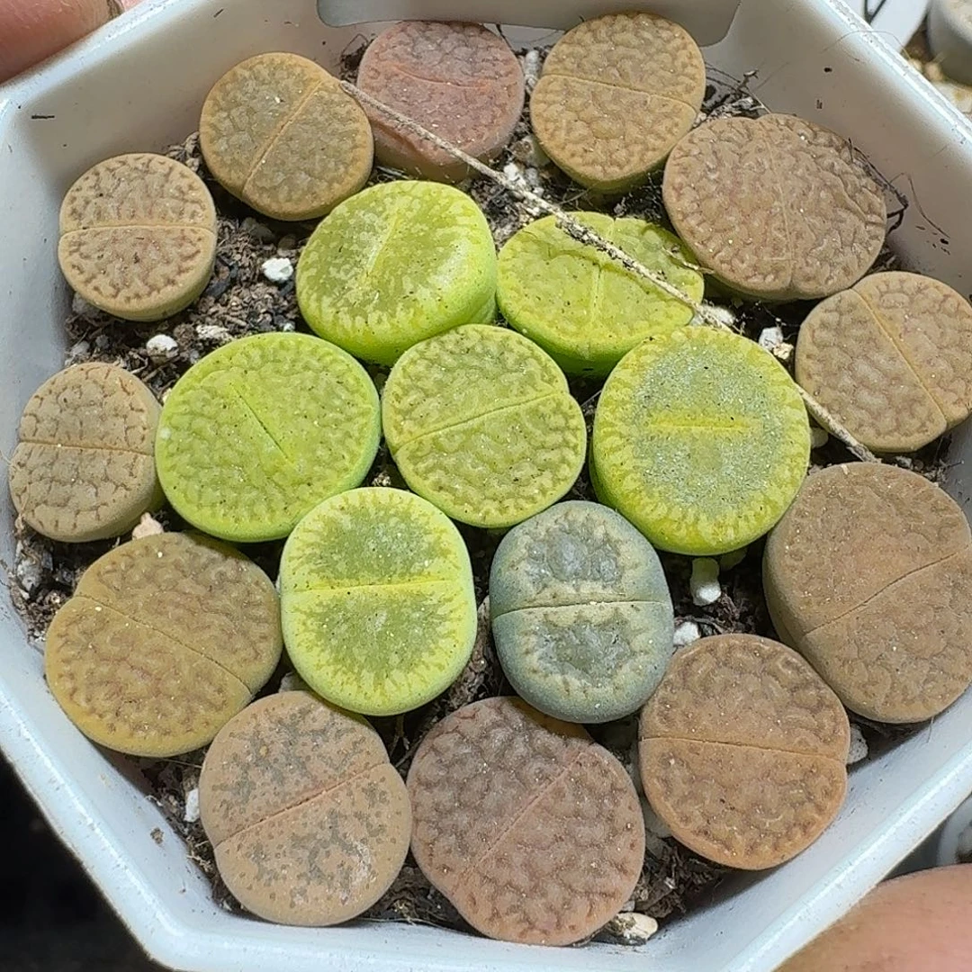 333 多肉植物多肉植物