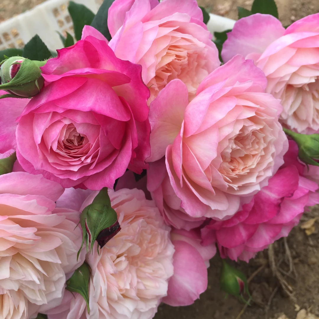 康斯坦茨中苗 大花浓香