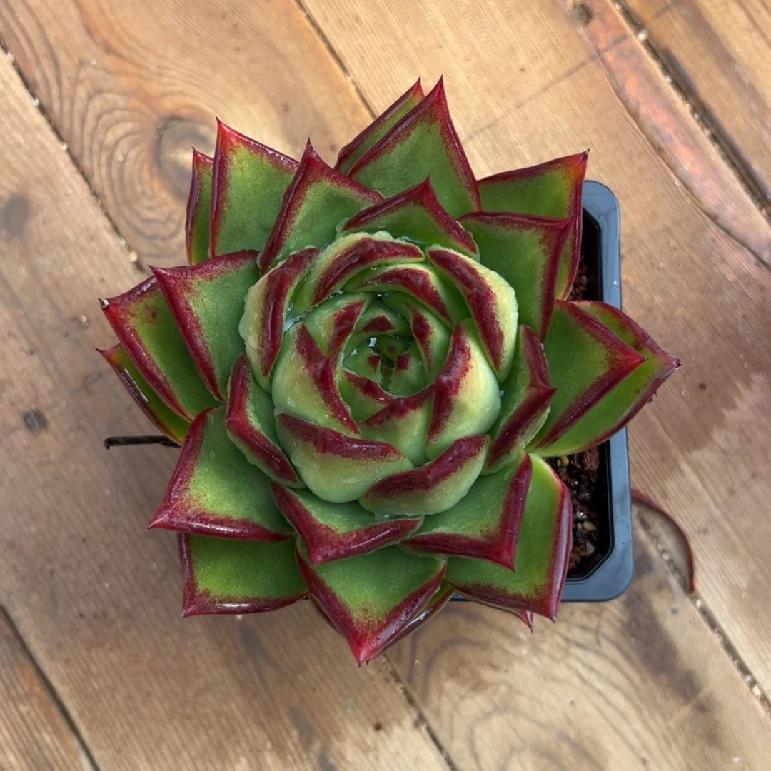 多肉精选编号0117.38