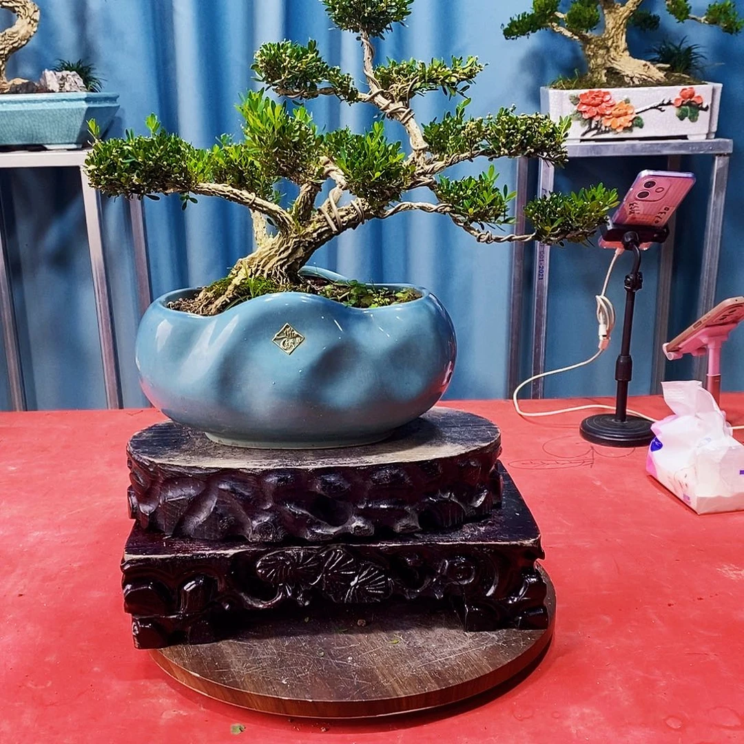 完全开放广东雀舌黄杨盆景