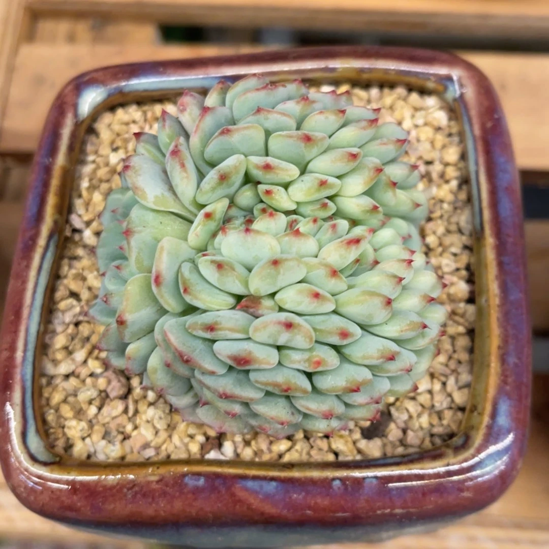 多****多7337373738833535