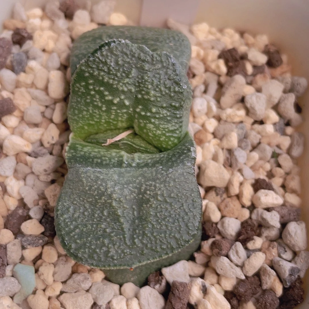 1015号脱土发货111