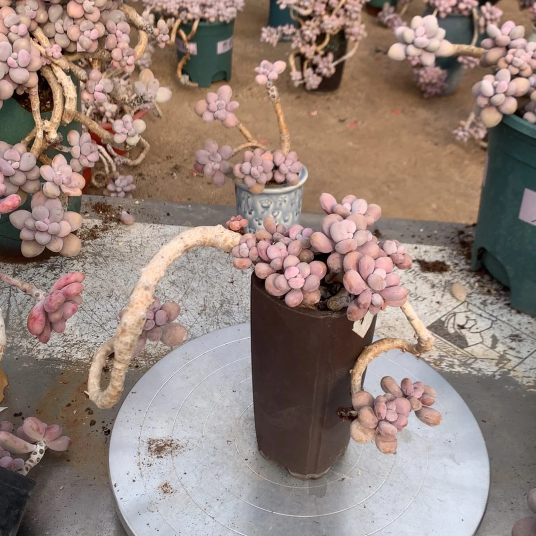 桃蛋老桩不带盆11号