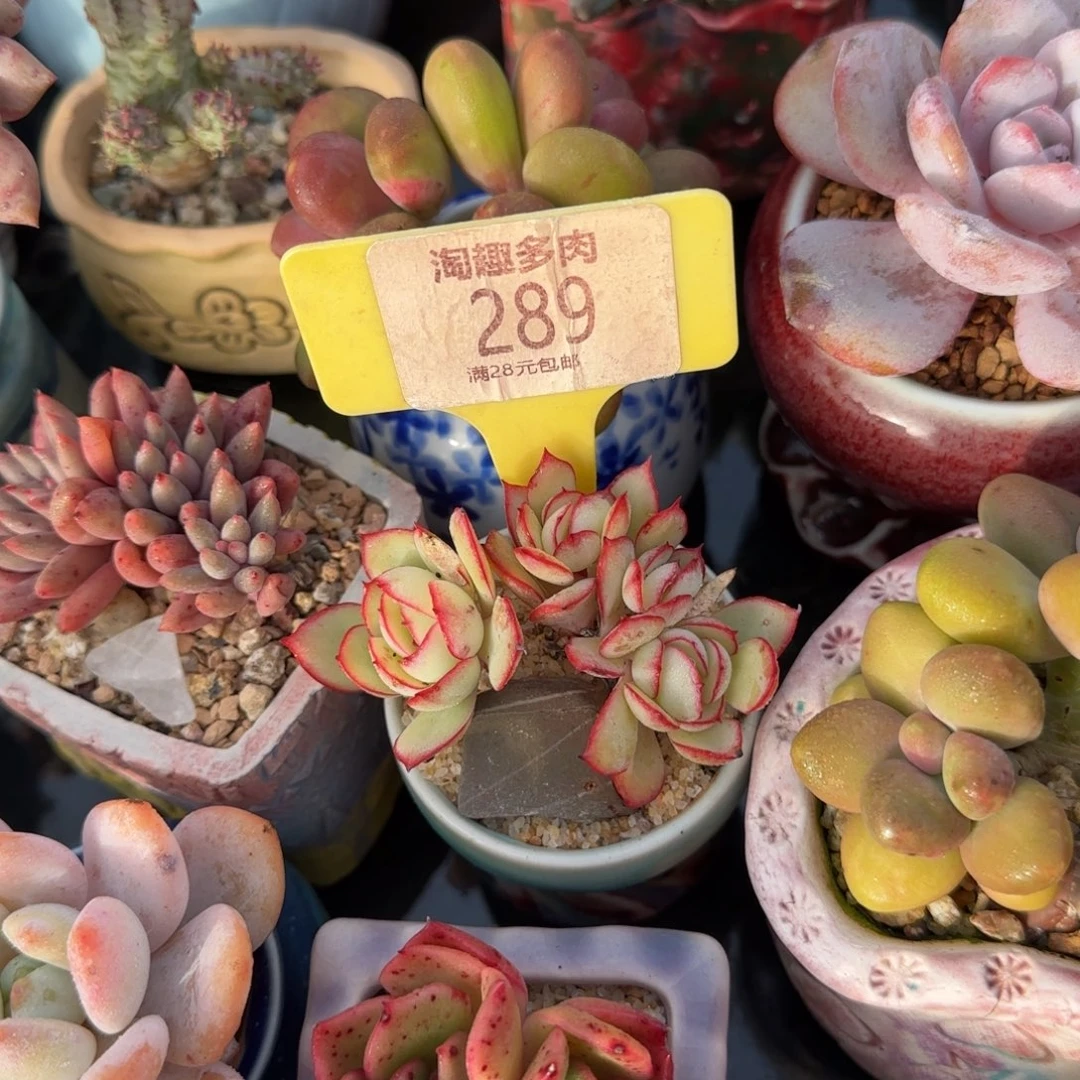 汶***婆多肉植物牡丹亭琴声朵朵