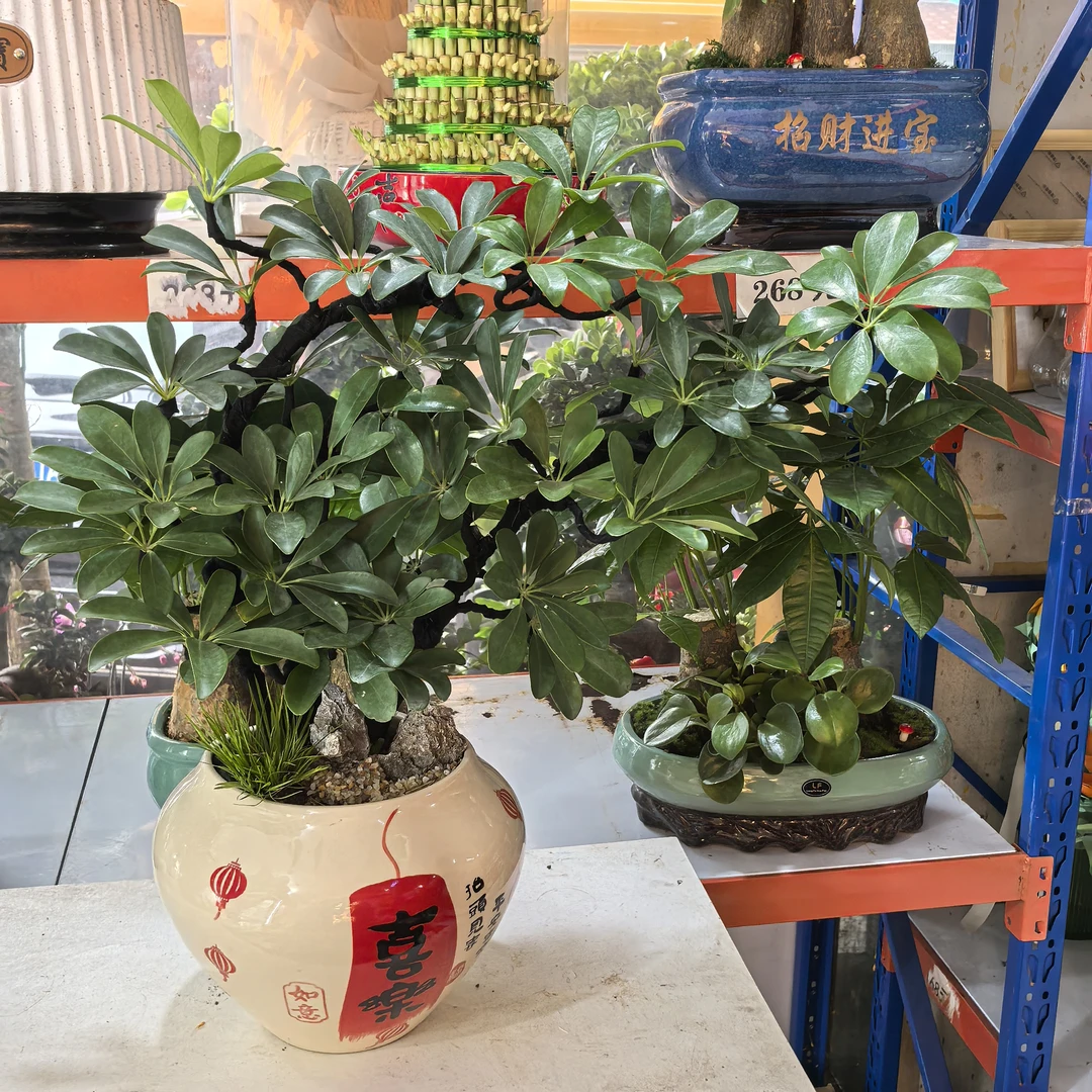 〖一花一图〗招财树精品礼品