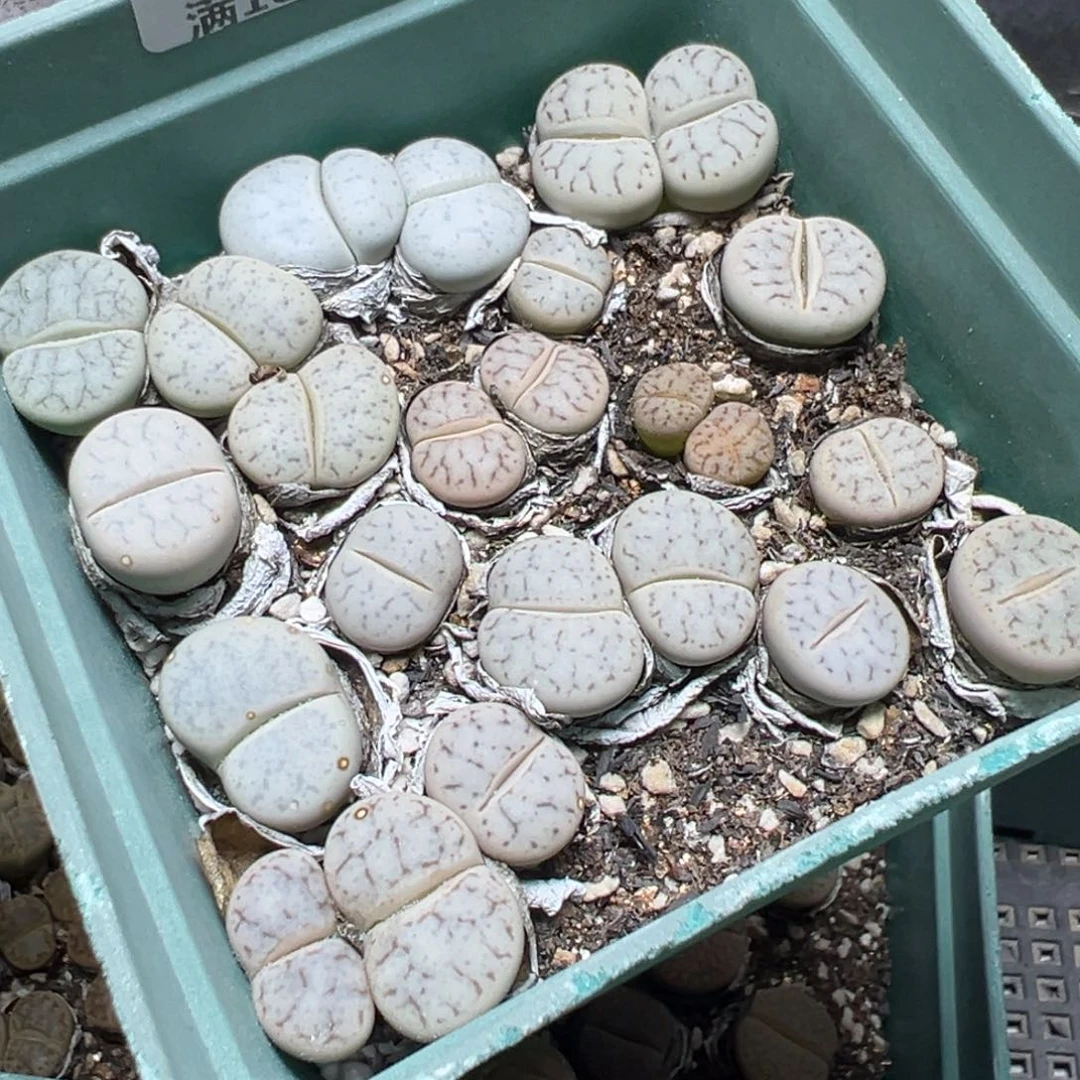 【闪购商品】 1178。