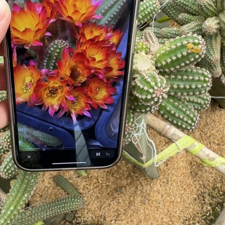 274白檀吕火焰无根侧牙小3个