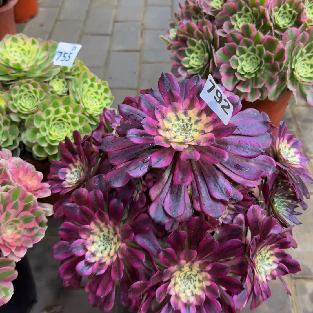 多肉植物792辉煌 寄养