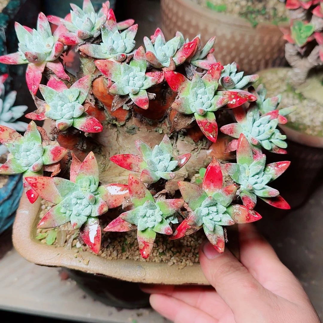 6442墨染一白菊多肉