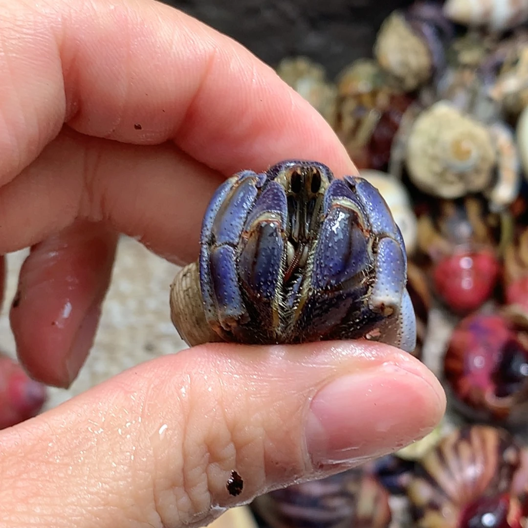 2.2口径奔跑的寄居蟹13号