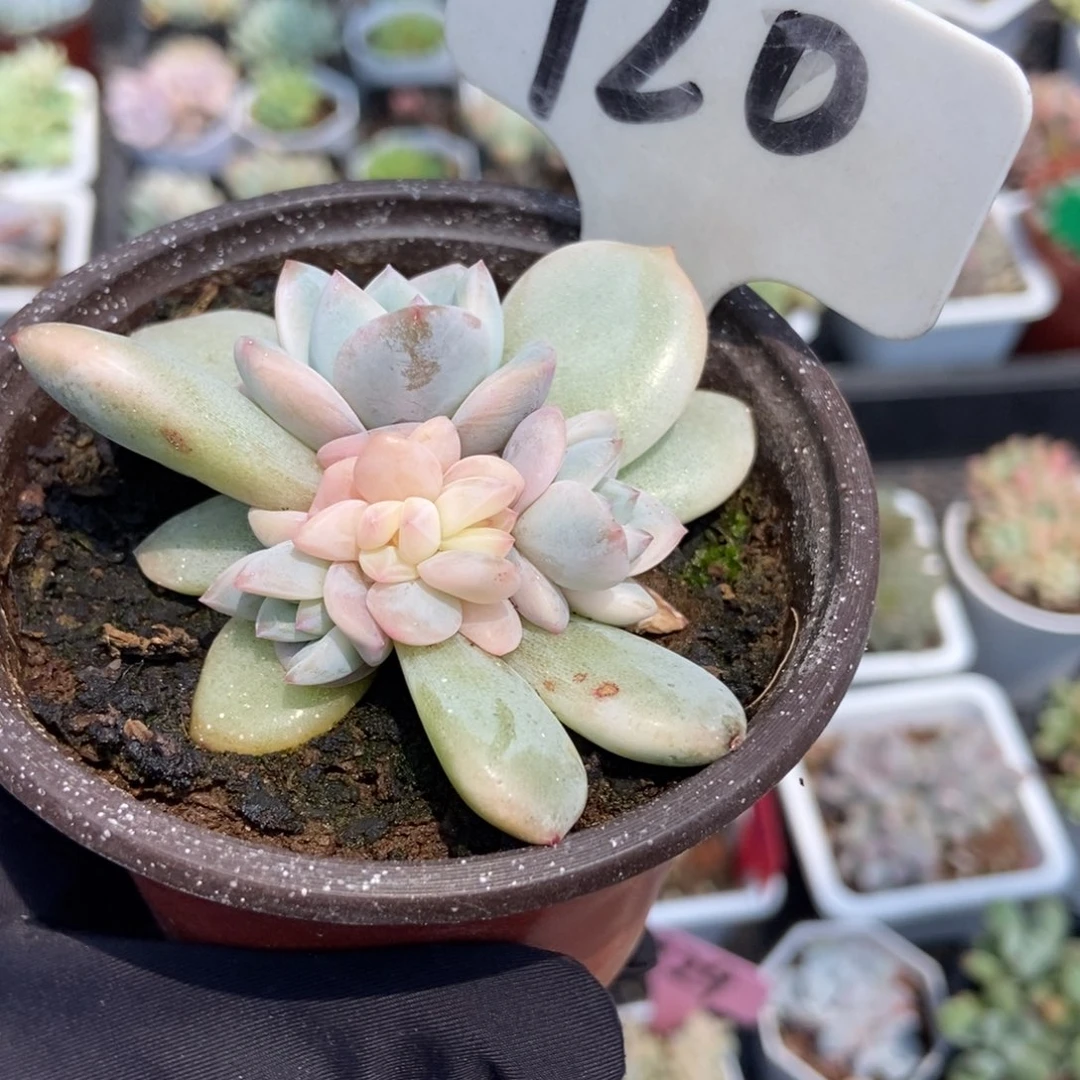 920梦露锦多肉植物保护