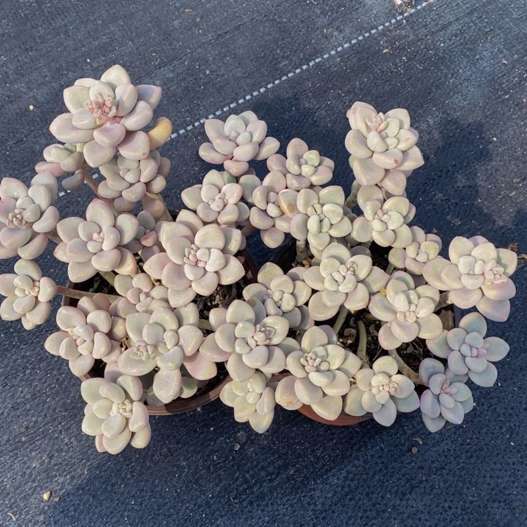 艾伦两盆120杯多肉