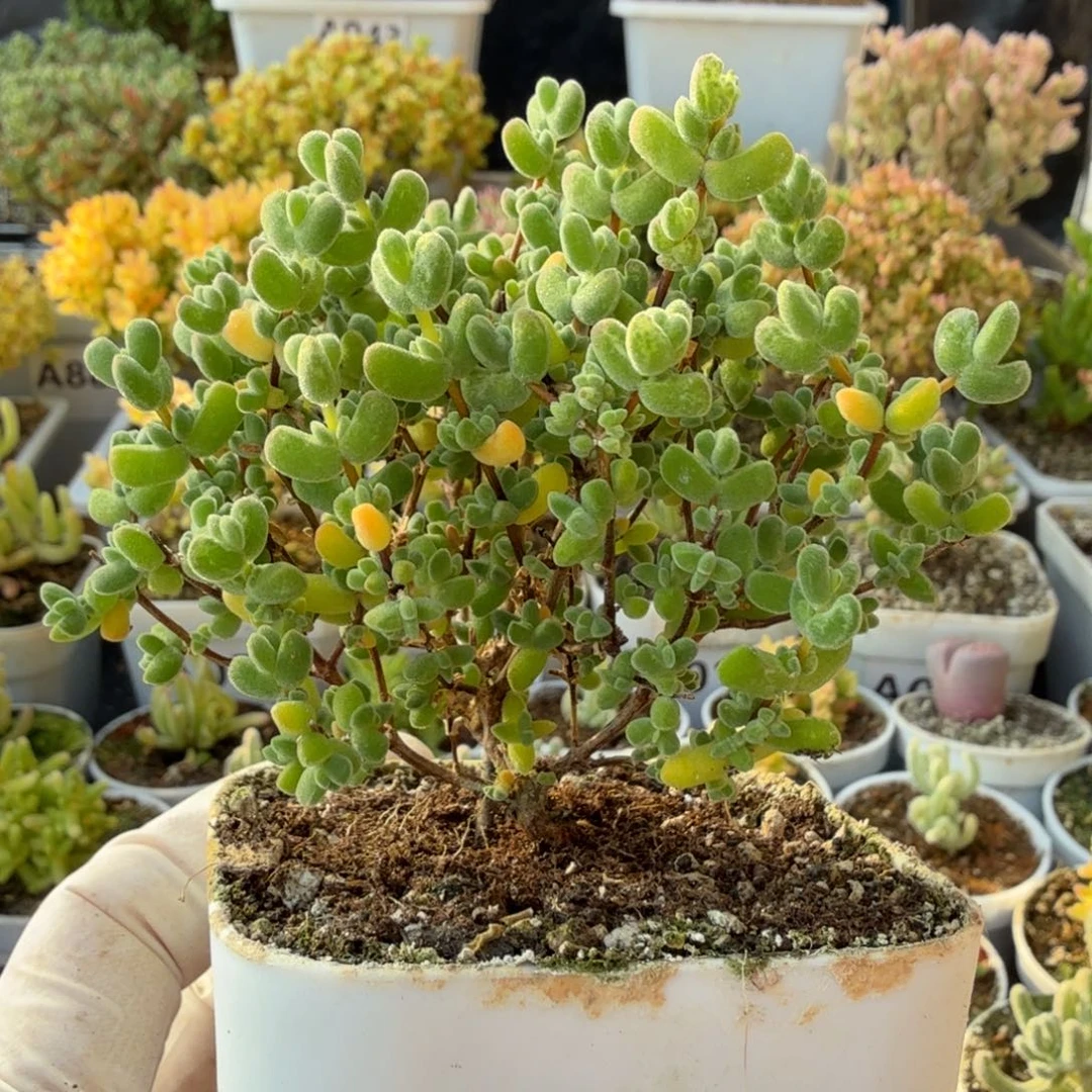 A081月曲枝干一物一拍