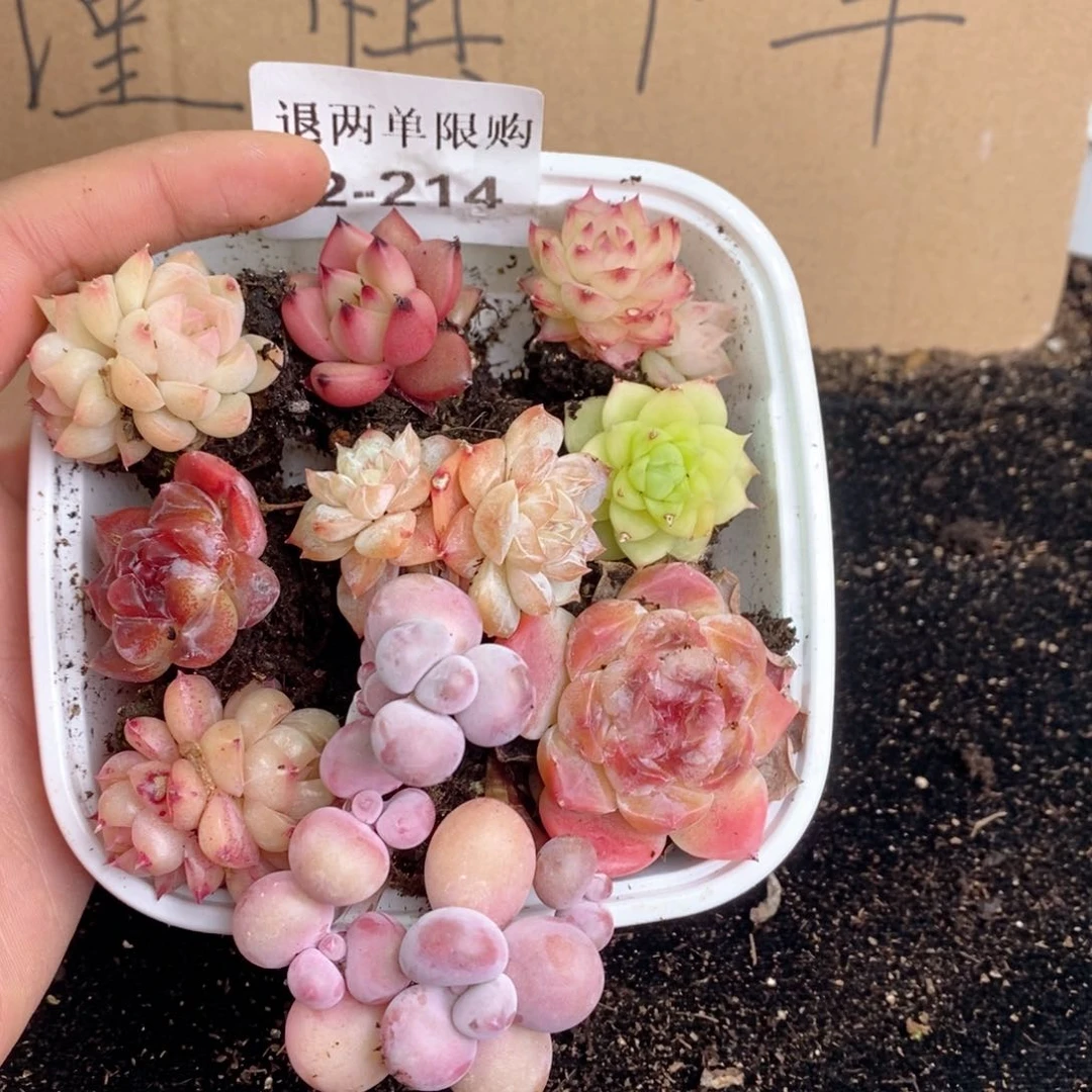 2-214 新疆西藏内蒙不发其他一单包邮两到三公分多肉