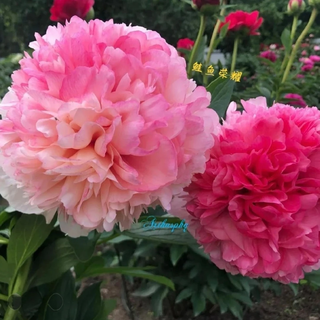 鲑鱼荣耀进口高端芍药庭院绿植花卉防伪标识包对版2/3芽