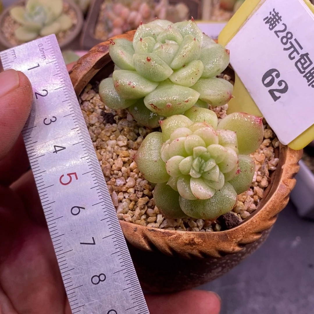 562白泽双头老桩，带锦，