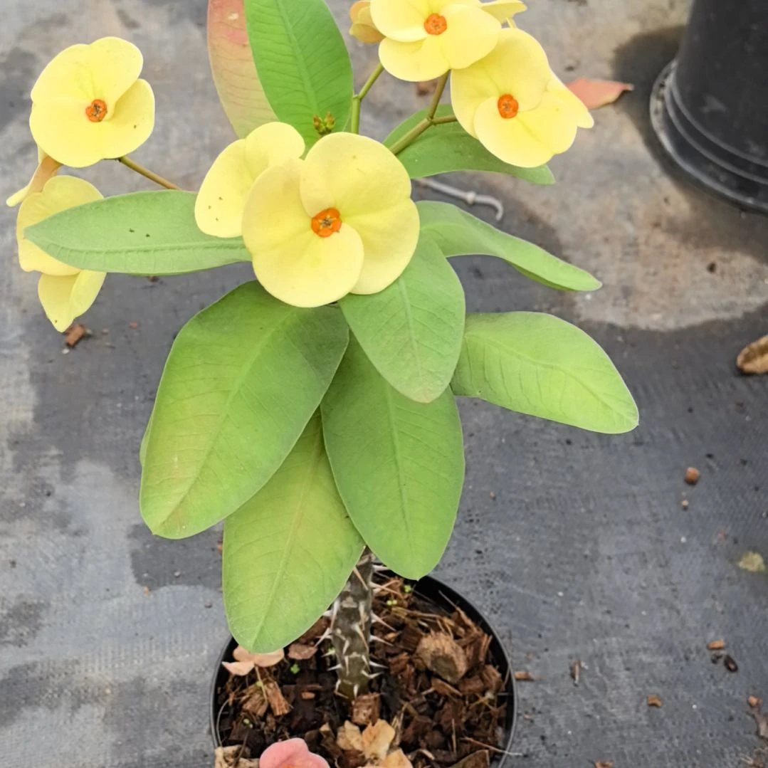 Y***静完全开放金色琥珀直播间一物一拍