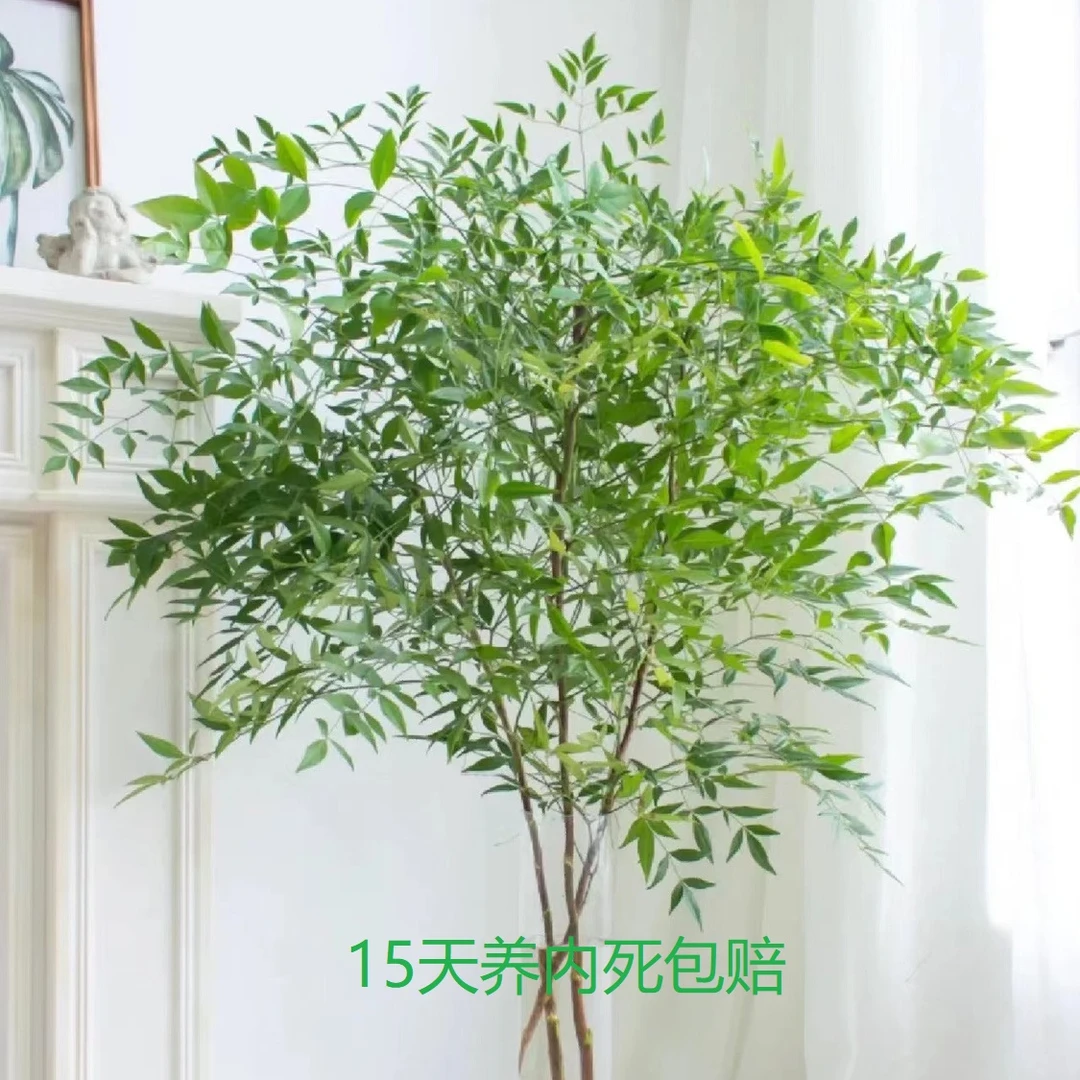 水培南天竹室内绿植盆栽好养花卉可作鲜切枝装饰家居老桩懒人