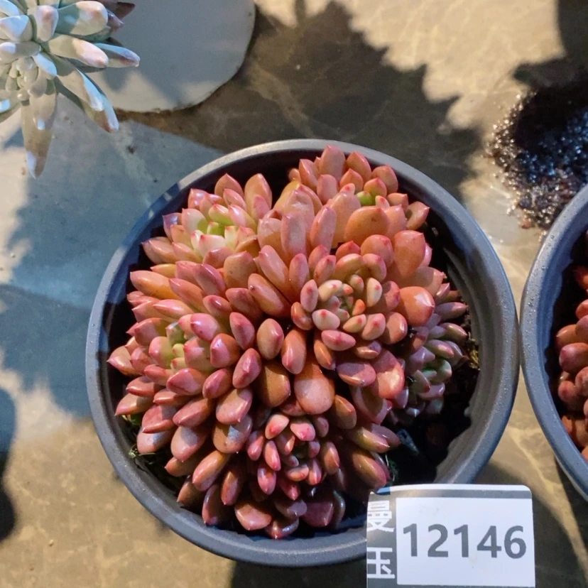 【闪购商品】红宝石12146