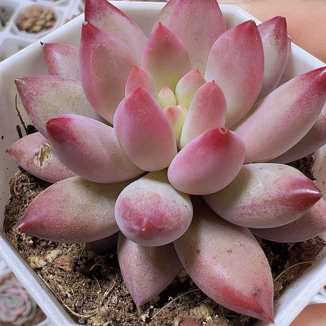 正版车厘子19包邮多肉植物