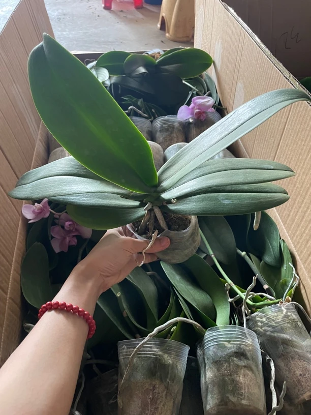 混装蝴蝶兰苗6棵 瑕疵苗不售后 烂根叶片炸开 运输过程中损坏不包