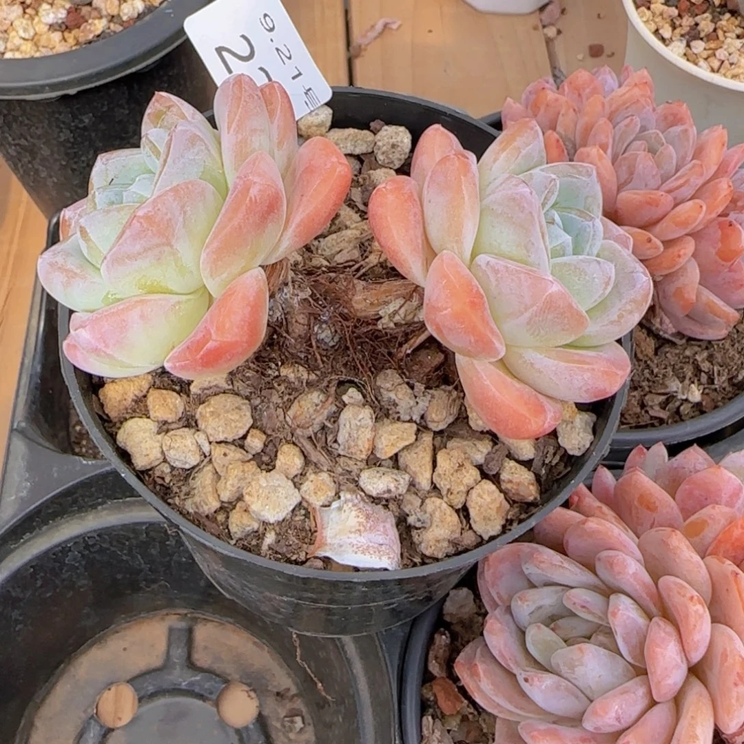 冰玉老桩双头一颗