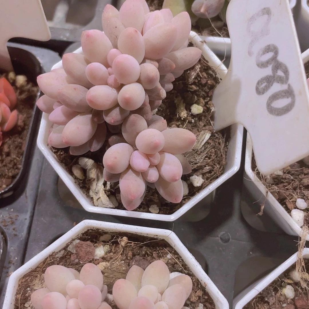 一****?婴儿手指a080一物一拍