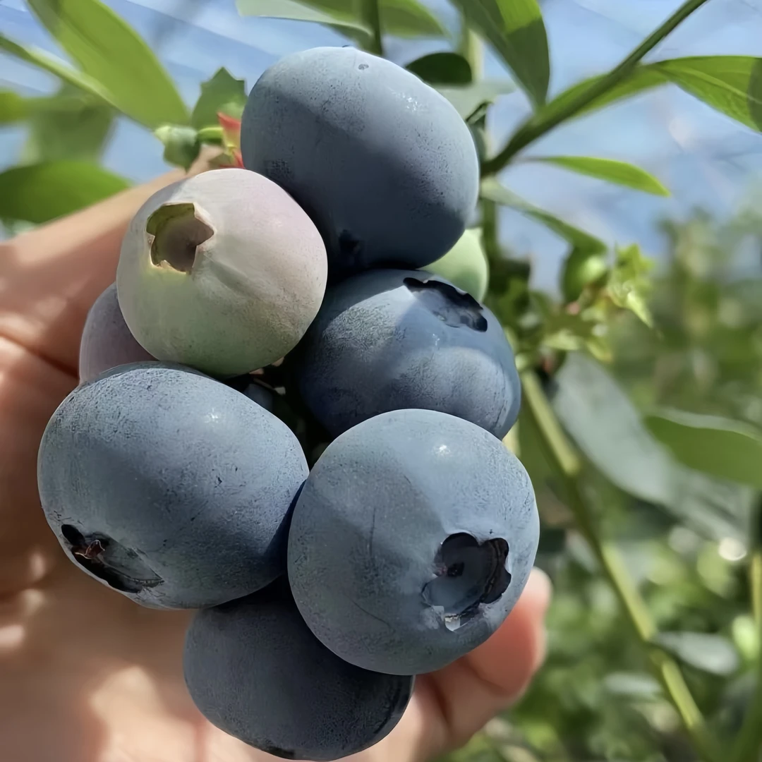 「L25花香蓝莓」正宗丹东宝宝蓝莓纯甜无酸花香浓郁产区现摘顺丰