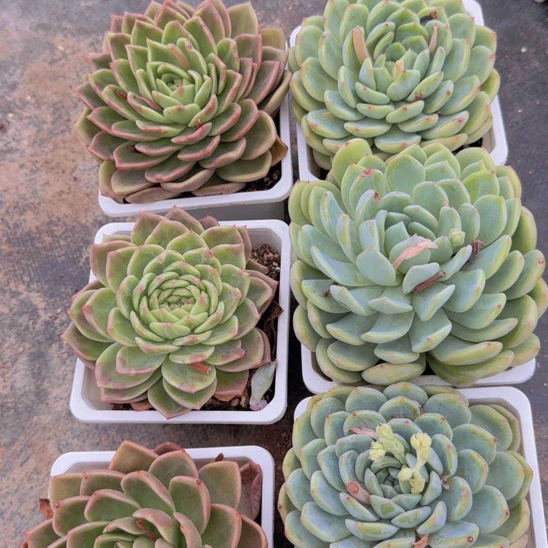 杂6个一组凡艺多肉