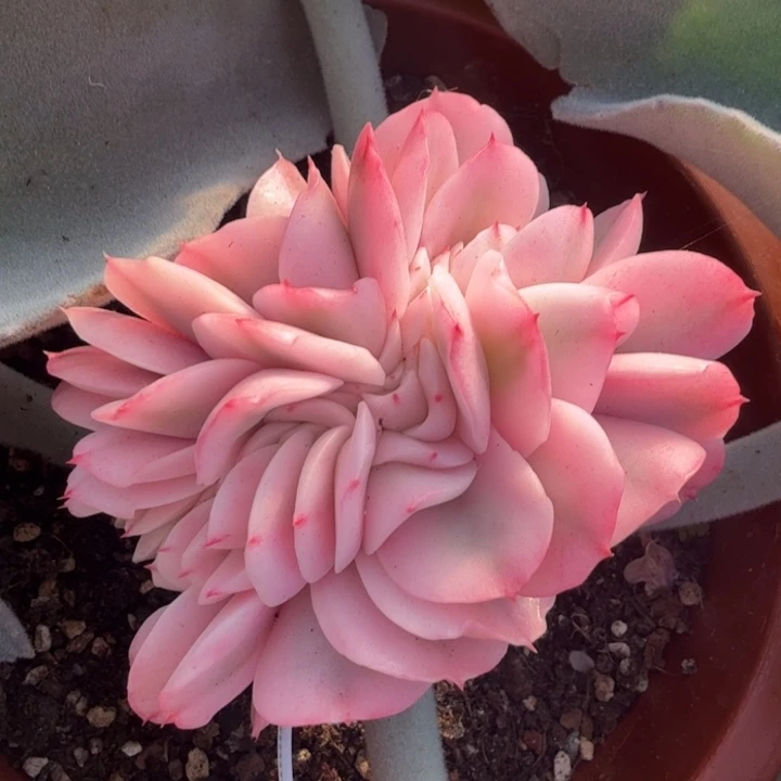 两个叶片一组大河之舞锦叶片