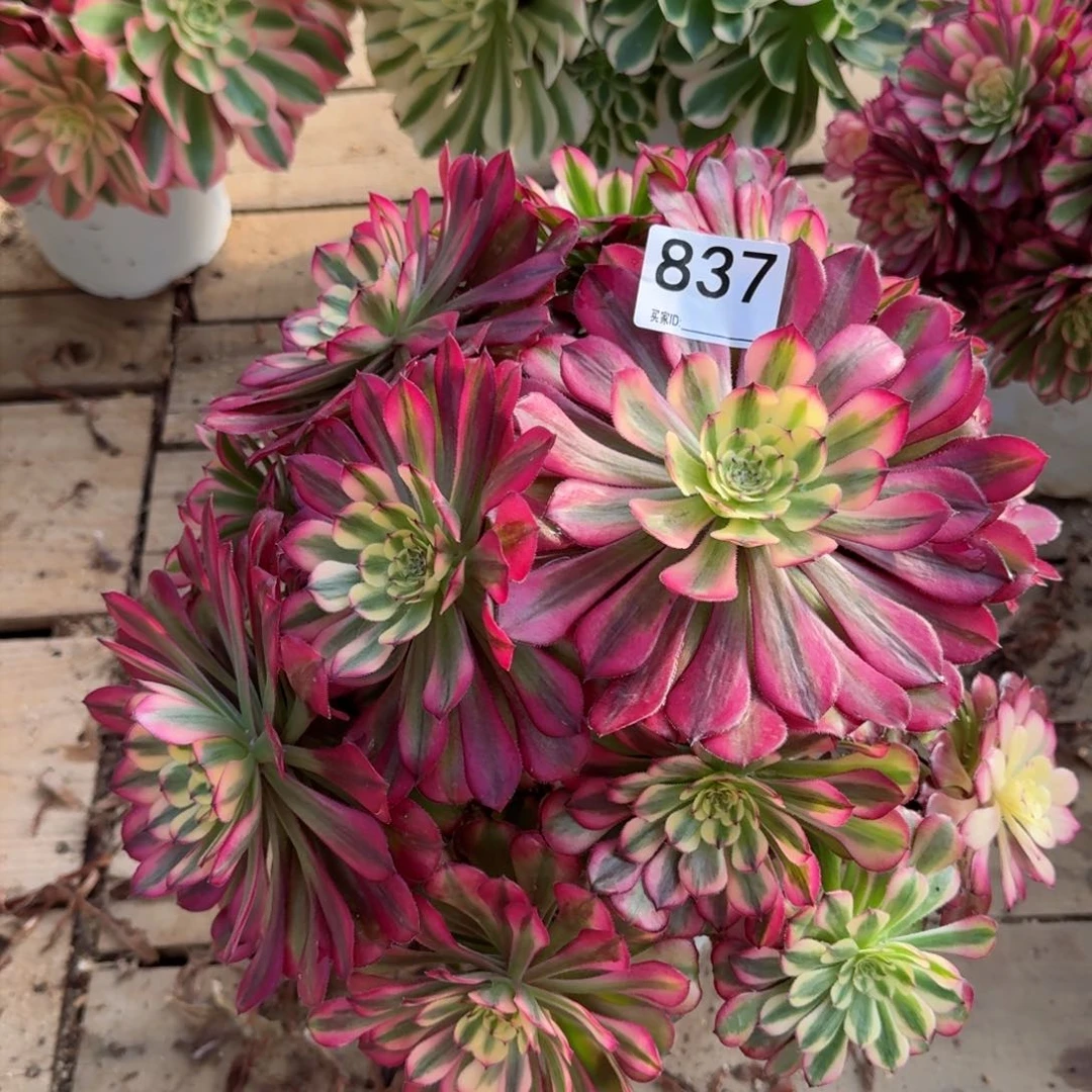 【闪购商品】837多肉