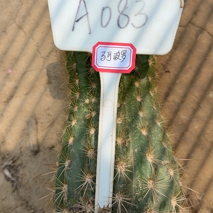 ?**?A083,马可波罗毛花柱