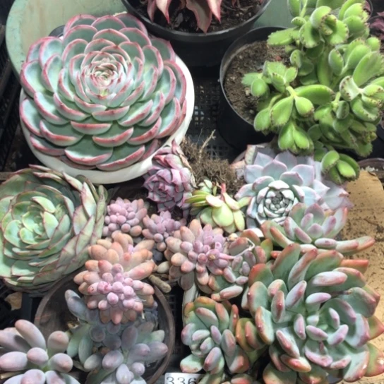 框拍，3369，一物一拍