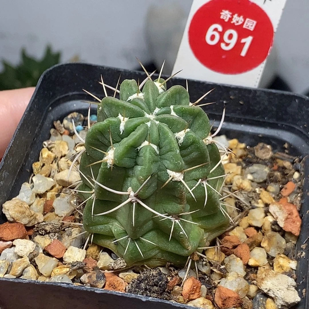 实生狂风丸一颗，36777
