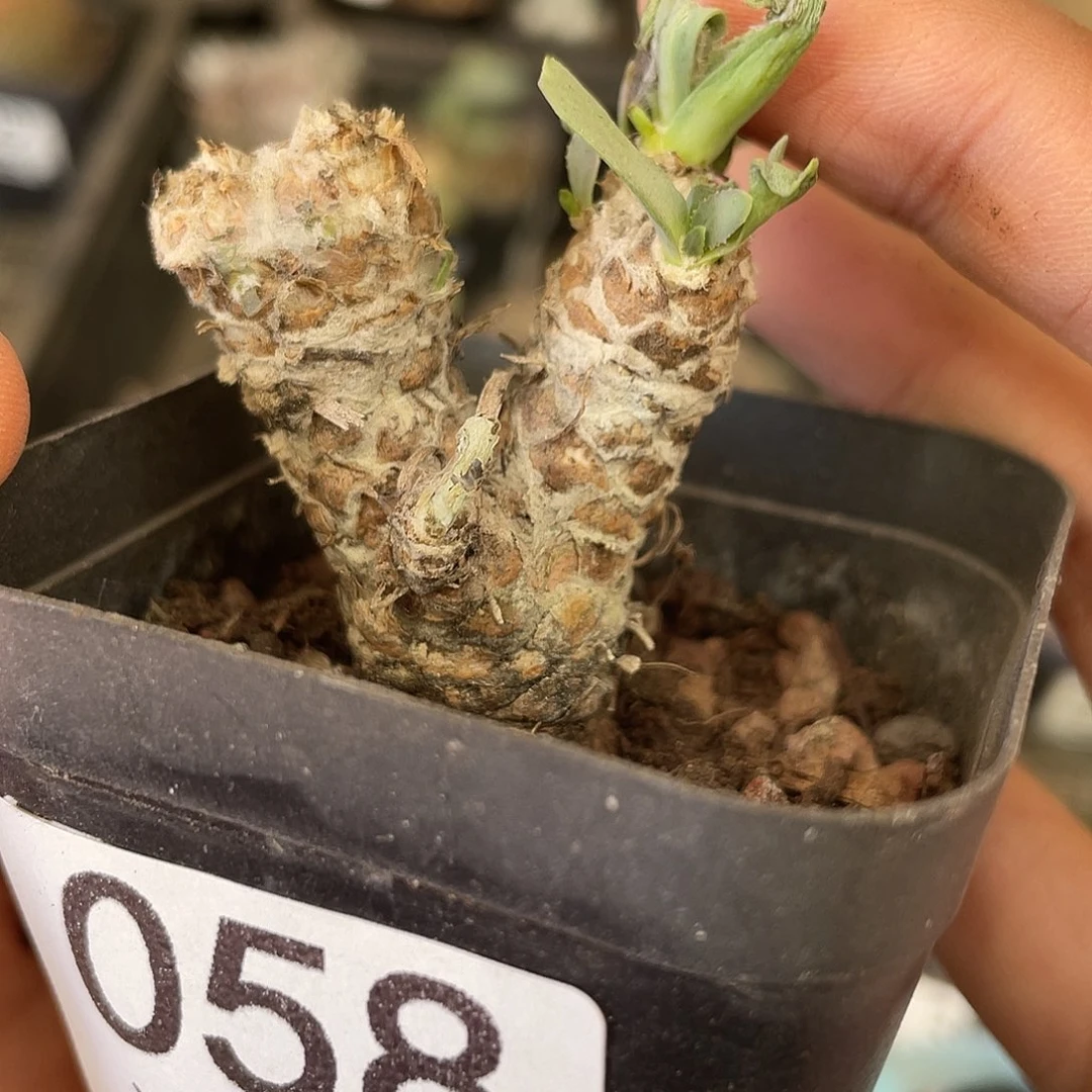 058刨花厚盾菊（满18元包邮）