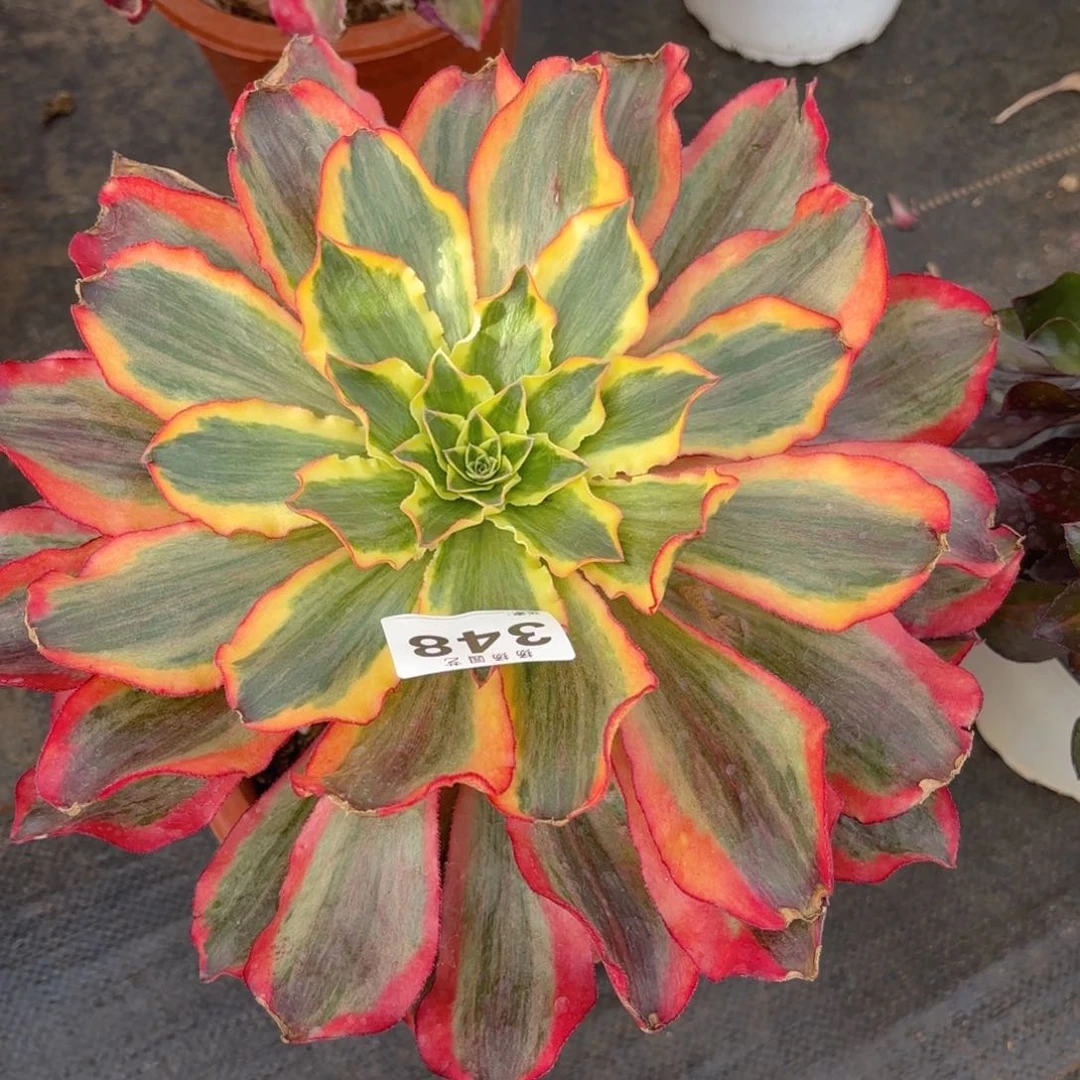 如****F12345  348多肉法师