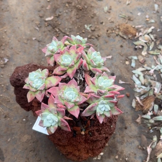 南***狗谢谢姐姐～新年快乐2718