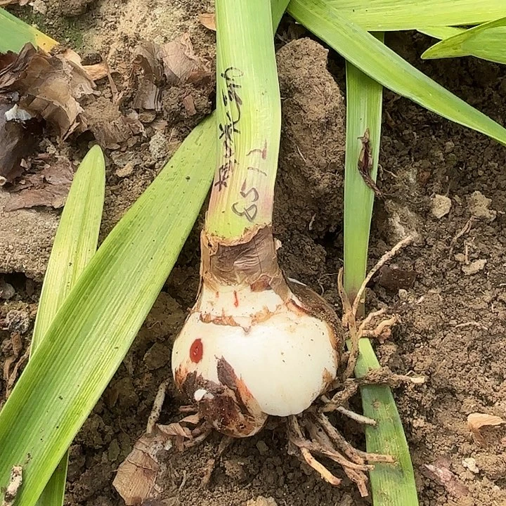 鑫*?桃花劫7.5+带工8512