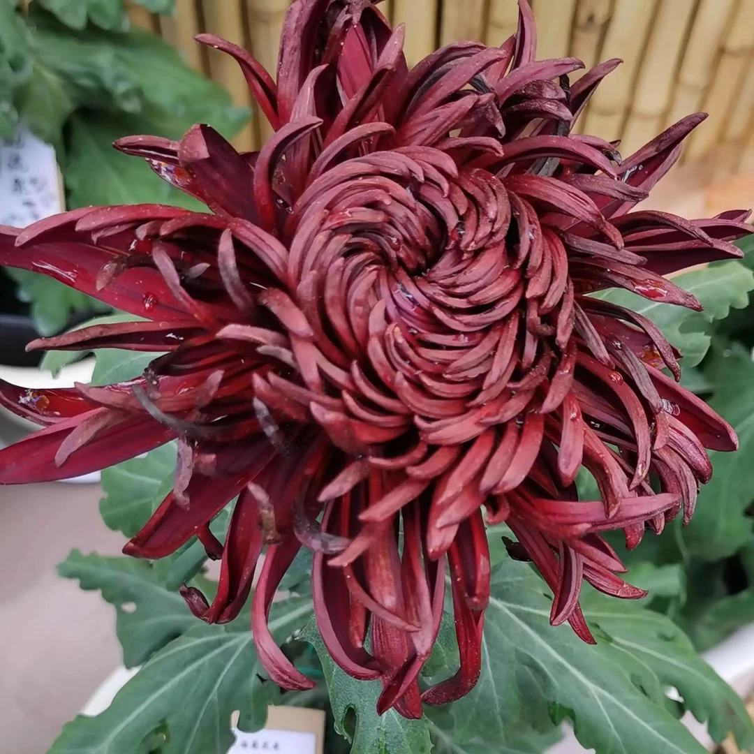 【洹水黑旋风--大花型】品种菊花小苗九月大菊