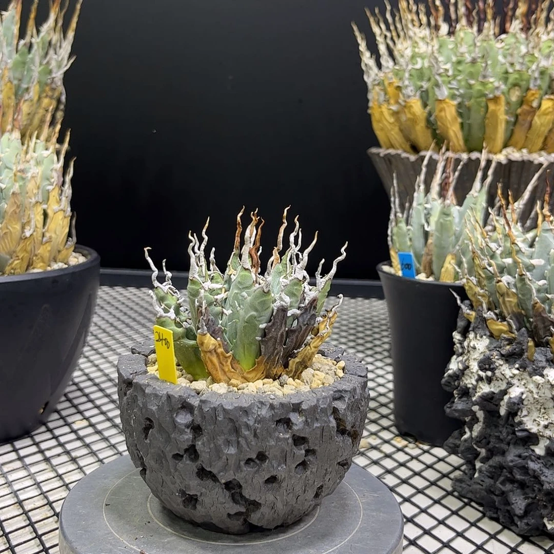 无花朵曲刺妖炎2400