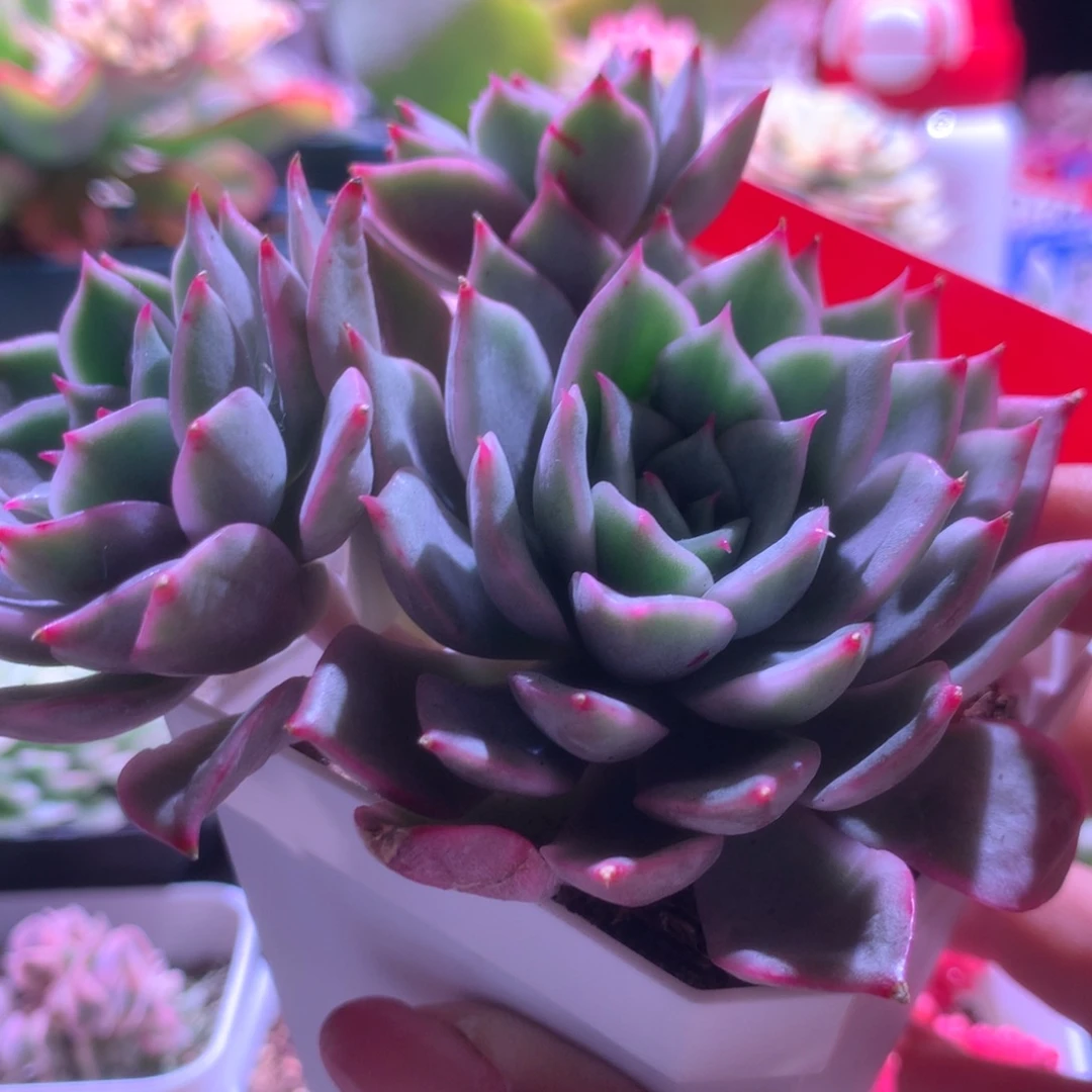 粉艾丽卡群生有根